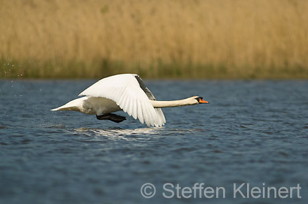 015 Höckerschwan im Flug (Cygnus olor)